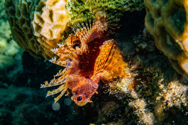 Fish Swim Red Sea Colorful Fish Eilat Israel — Stock Photo, Image