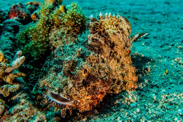 Kızıl Deniz 'de balıklar yüzer, renkli balıklar, Eilat İsrail