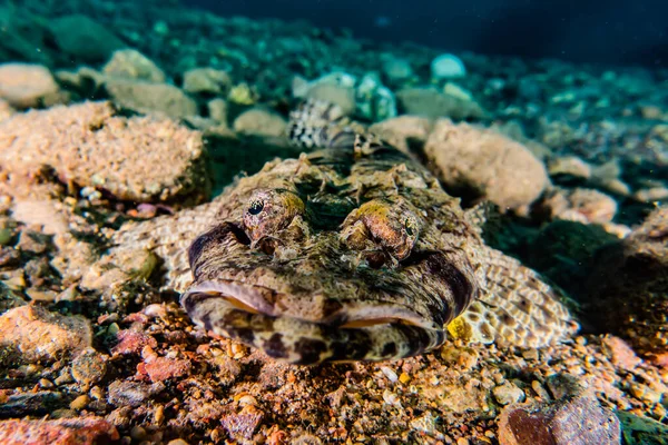 Kızıl Deniz 'de balıklar yüzer, renkli balıklar, Eilat İsrail