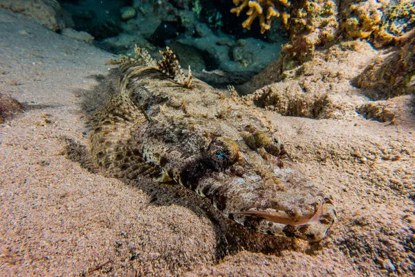 Fiskar Simmar Röda Havet Färgglada Fiskar Eilat Israel — Stockfoto