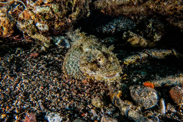 Fiskar Simmar Röda Havet Färgglada Fiskar Eilat Israel — Stockfoto