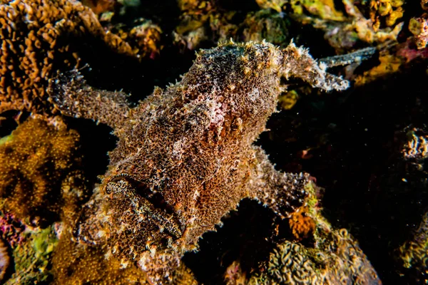 紅海で泳ぐ魚 カラフルな魚 エイラートイスラエル — ストック写真