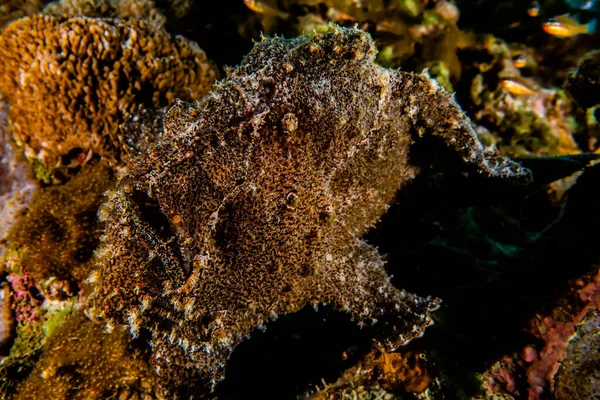 Fische Schwimmen Roten Meer Bunte Fische Eilat Israel — Stockfoto