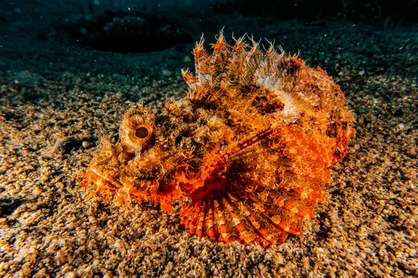 Fisk Svømmer Rødehavet Fargerik Fisk Eilat Israel – stockfoto