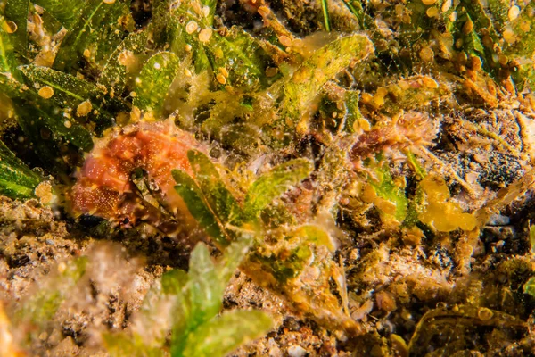 紅海のサンゴ礁と水生植物 エイラートイスラエル — ストック写真