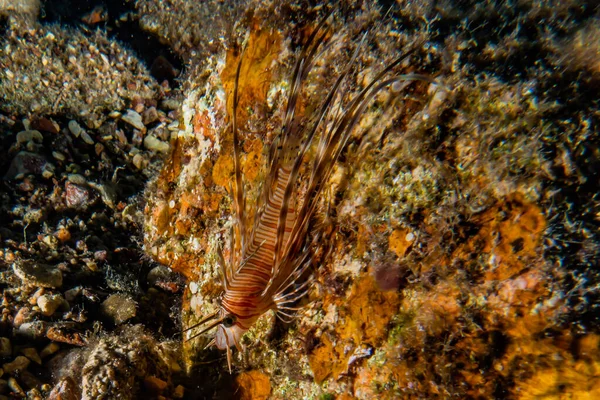 Pesce Leone Nel Mar Rosso Pesce Colorato Eilat Israele — Foto Stock