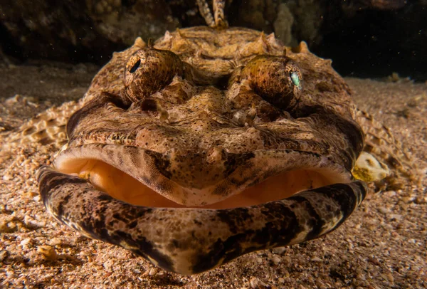  Kızıl Deniz 'de balıklar yüzer, renkli balıklar, Eilat İsrail