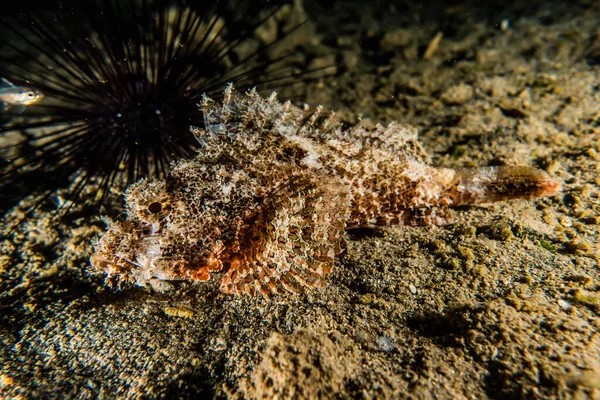 Fisk Svømmer Rødehavet Fargerik Fisk Eilat Israel – stockfoto