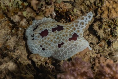 Kızıl Deniz 'deki deniz sümüklüböceği Renkli ve güzel, Eilat Israel