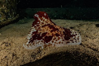 Kızıl Deniz 'deki deniz sümüklüböceği Renkli ve güzel, Eilat Israel