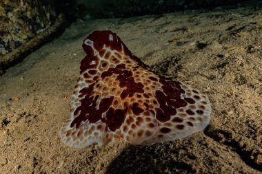 Kızıl Deniz 'deki deniz sümüklüböceği Renkli ve güzel, Eilat Israel