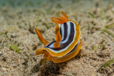 Kızıl Deniz 'deki deniz sümüklüböceği Renkli ve güzel, Eilat Israel