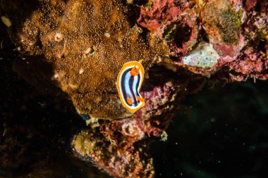 Kızıl Deniz 'deki deniz sümüklüböceği Renkli ve güzel, Eilat Israel