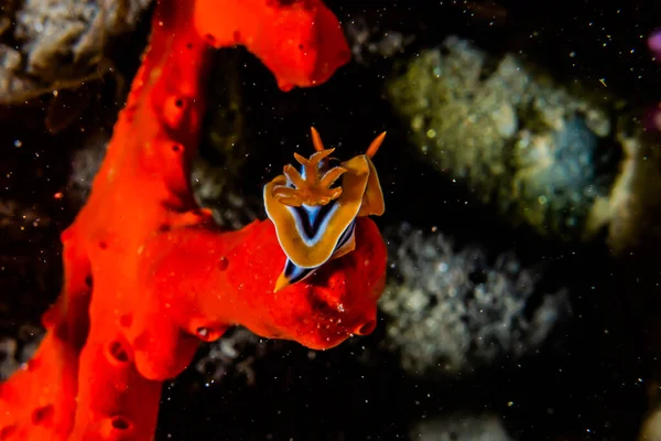 紅海での海のナメクジカラフルで美しい エイラートイスラエル — ストック写真