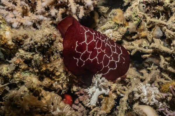 Lesma Mar Mar Vermelho Colorido Bonito Eilat Israel — Fotografia de Stock