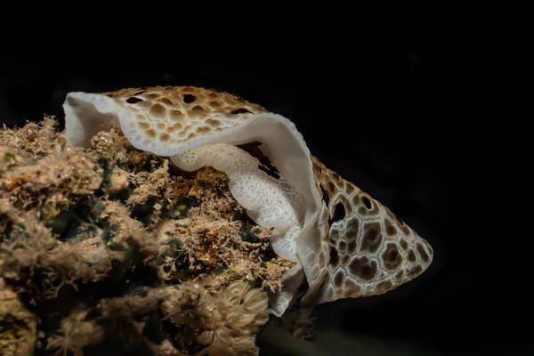 홍해에 다채롭고 아름다운 민달팽이 이스라엘 — 스톡 사진