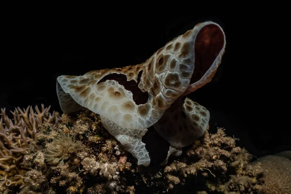 홍해에 다채롭고 아름다운 민달팽이 이스라엘 — 스톡 사진