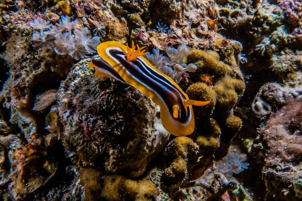 Limace Mer Dans Mer Rouge Coloré Beau Eilat Israël — Photo