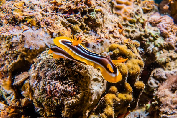 Limace Mer Dans Mer Rouge Coloré Beau Eilat Israël — Photo