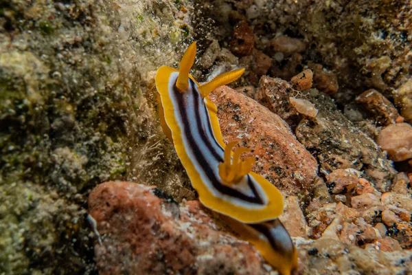 Mořský Slimák Rudém Moři Barevné Krásné Eilat Izrael — Stock fotografie