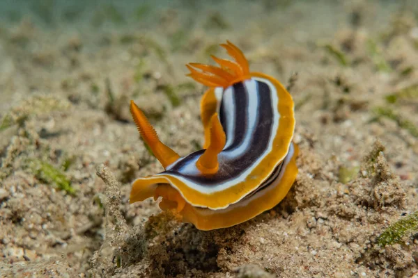 Kızıl Deniz 'deki deniz sümüklüböceği Renkli ve güzel, Eilat Israel