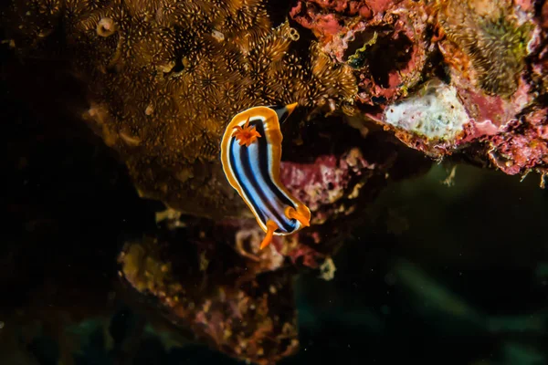 Sea Slug Red Sea Colorful Beautiful Eilat Israel — Stock Photo, Image