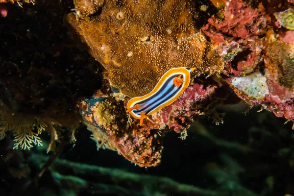 Sea Slug Red Sea Colorful Beautiful Eilat Israel — Stock Photo, Image