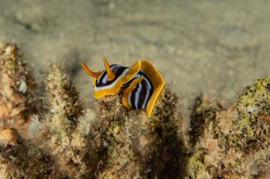 Kızıl Deniz 'deki deniz sümüklüböceği Renkli ve güzel, Eilat Israel