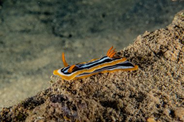 Kızıl Deniz 'deki deniz sümüklüböceği Renkli ve güzel, Eilat Israel