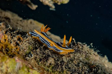Kızıl Deniz 'deki deniz sümüklüböceği Renkli ve güzel, Eilat Israel