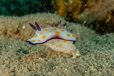 Kızıl Deniz 'deki deniz sümüklüböceği Renkli ve güzel, Eilat Israel
