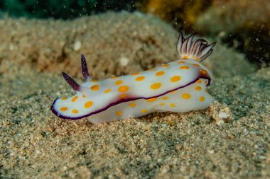 Kızıl Deniz 'deki deniz sümüklüböceği Renkli ve güzel, Eilat Israel