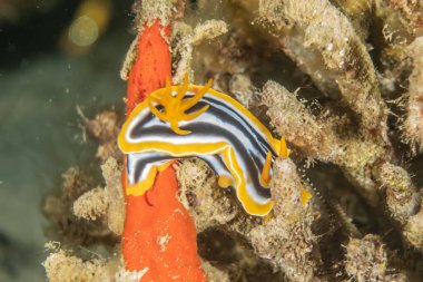 Kızıl Deniz 'deki deniz sümüklüböceği Renkli ve güzel, Eilat Israel