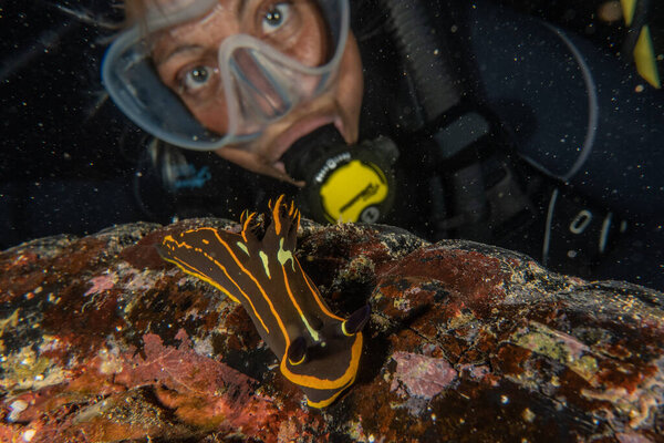 Sea slug in the Red Sea Colorful and beautiful, Eilat Israel
