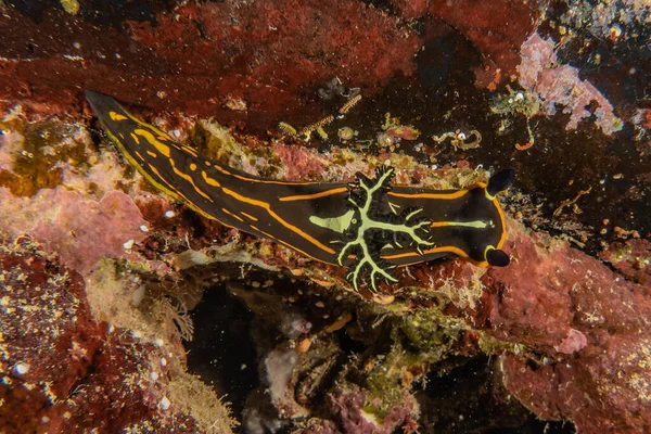 紅海での海のナメクジカラフルで美しい エイラートイスラエル — ストック写真