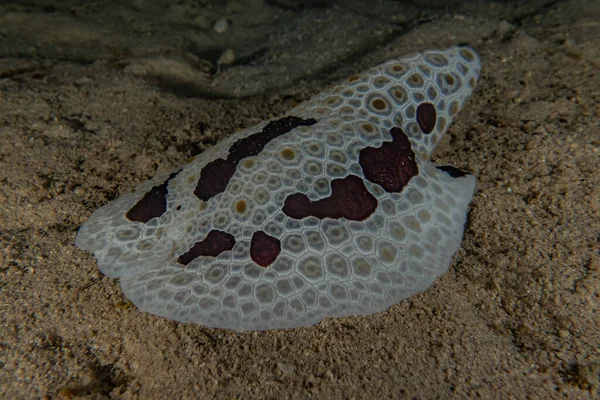 Sea slug in the Red Sea Colorful and beautiful, Eilat Israel