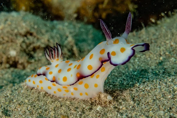 Kızıl Deniz 'deki deniz sümüklüböceği Renkli ve güzel, Eilat Israel