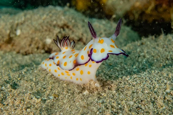 Kızıl Deniz 'deki deniz sümüklüböceği Renkli ve güzel, Eilat Israel