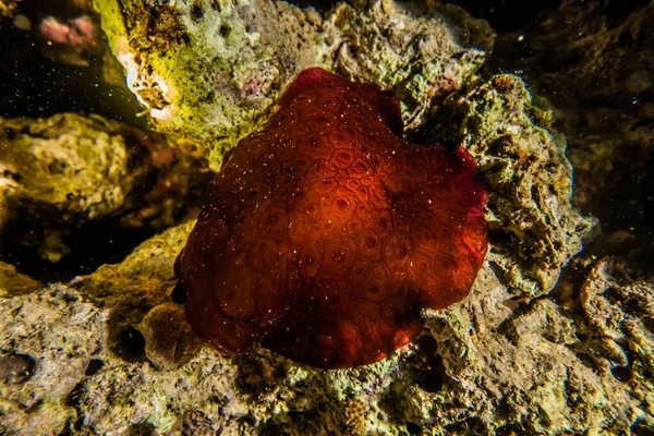 紅海での海のナメクジカラフルで美しい エイラートイスラエル — ストック写真