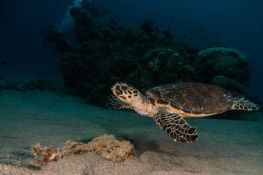 Kızıl Deniz 'de Şahin gagalı deniz kaplumbağası, Dahab, Mavi Göl Sina