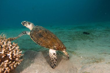 Kızıl Deniz 'de Şahin gagalı deniz kaplumbağası, Dahab, Mavi Göl Sina