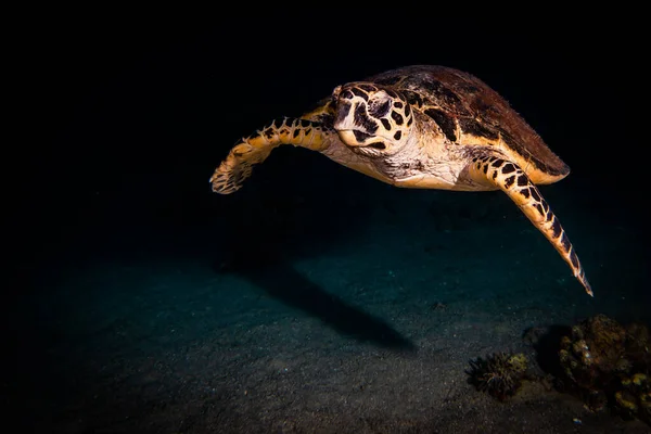 Hawksbill Tengeri Teknős Vörös Tengeren Dahab Kék Lagúna Sinai — Stock Fotó