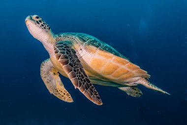Kızıl Deniz 'de Şahin gagalı deniz kaplumbağası, Dahab, Mavi Göl Sina