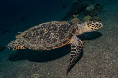 Kızıl Deniz 'de Şahin gagalı deniz kaplumbağası, Dahab, Mavi Göl Sina