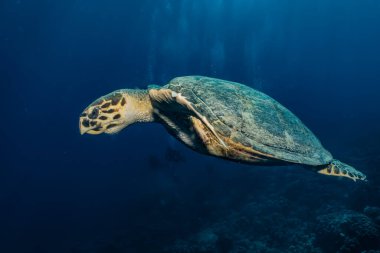 Kızıl Deniz 'de Şahin gagalı deniz kaplumbağası, Dahab, Mavi Göl Sina