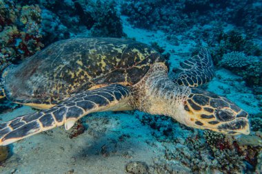 Kızıl Deniz 'de Şahin gagalı deniz kaplumbağası, Dahab, Mavi Göl Sina