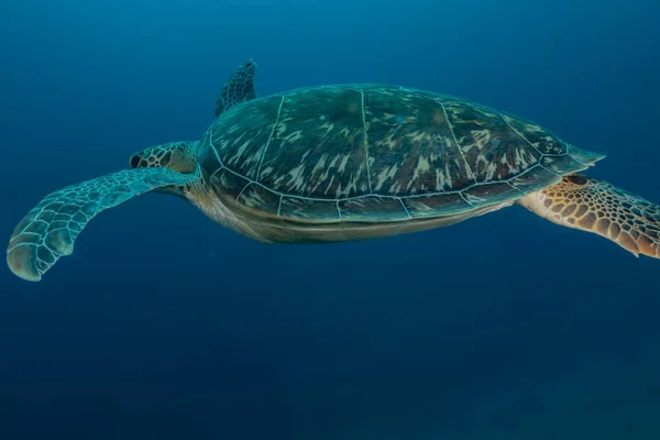 Ястребиная Черепаха Красном Море Дахаб Голубая Лагуна Синай — стоковое фото