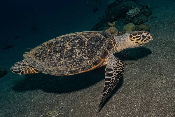 Hawksbill Tengeri Teknős Vörös Tengeren Dahab Kék Lagúna Sinai — Stock Fotó