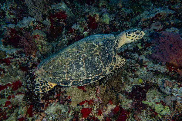 Морська Черепаха Яструб Червоному Морі Дахаб Синя Лагуна Сінай — стокове фото