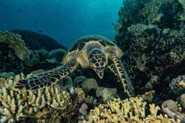Kızıl Deniz 'de Şahin gagalı deniz kaplumbağası, Dahab, Mavi Göl Sina